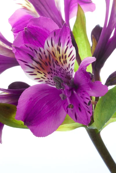 Eine lila Blume — Stockfoto