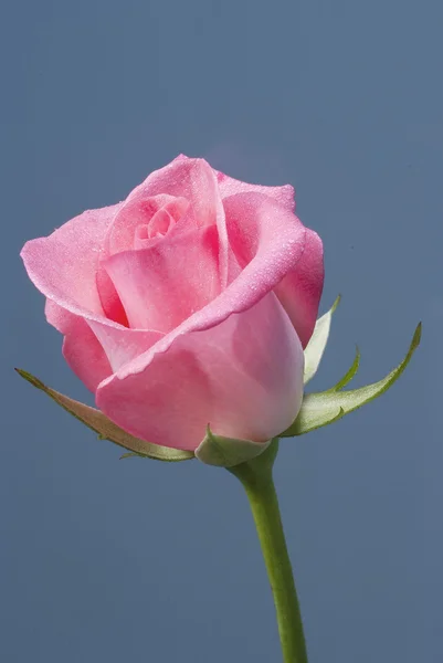 A Pink rose — Stock Photo, Image