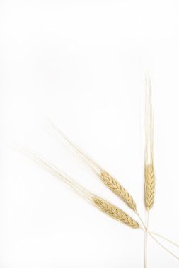 Mısır büyük ears