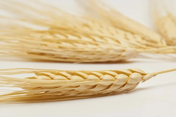 Large ears of corn — Stock Photo, Image