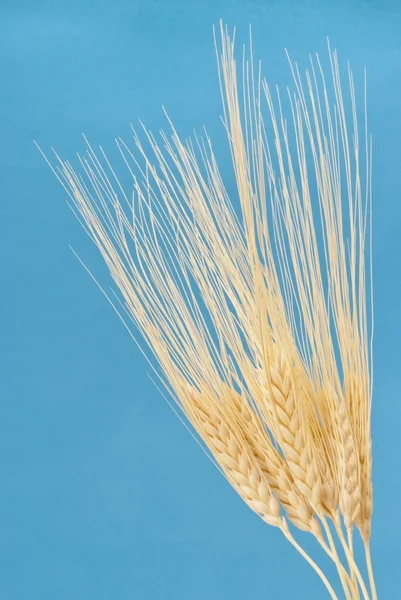 Large ears of corn — Stock Photo, Image