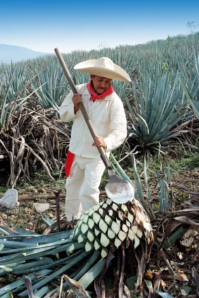 bir adam iş tekila sektöründe