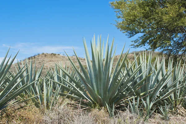 Un paisaje de tequila — Foto de Stock