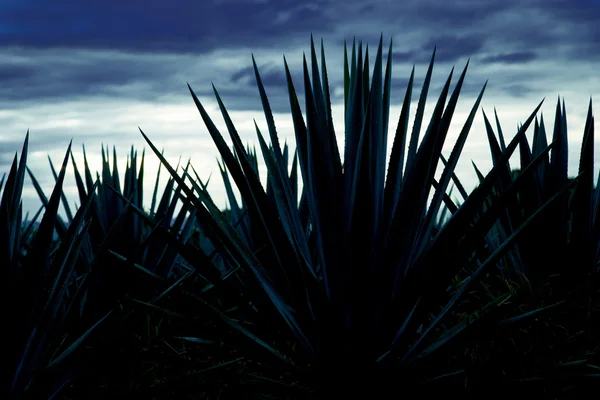 Rijpen velden tequila — Stockfoto