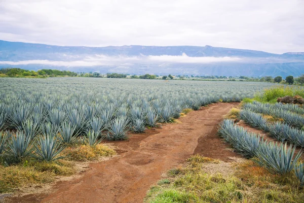 Reifung Tequila Felder — Stockfoto