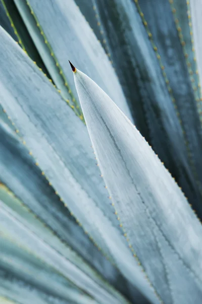 alanları tekila olgunlaşması