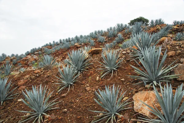 Mogna fält tequila — Stockfoto