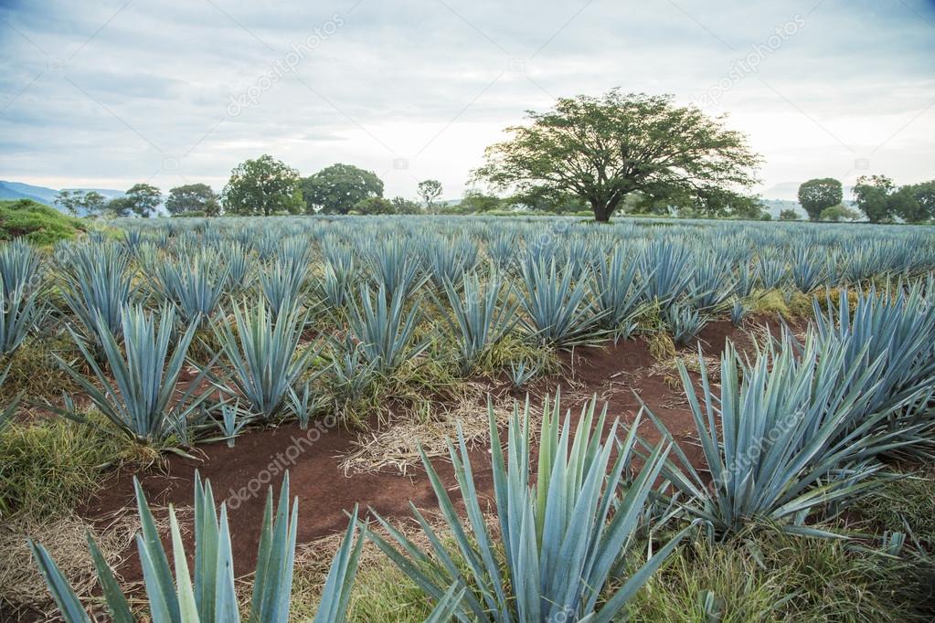 maturing fields tequila