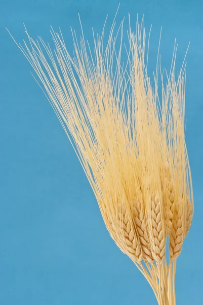 The wheat ears — Stock Photo, Image