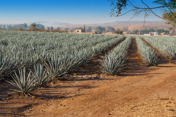 Lanscape tequila guadalajara — Zdjęcie stockowe