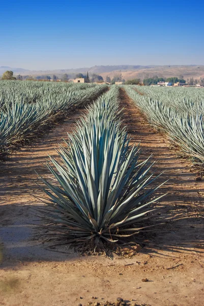 Lanscape Tequila guadalajara — Stockfoto