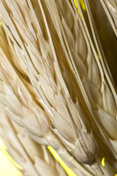 The wheat ears — Stock Photo, Image