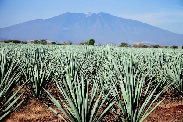 Tequila krajina — Stock fotografie