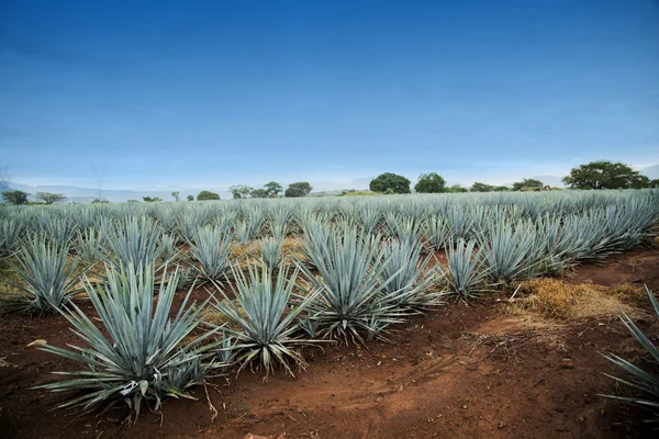 Il paesaggio della tequila — Foto Stock