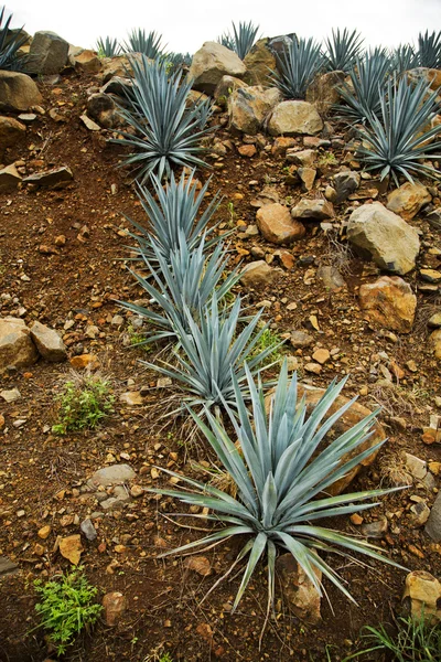 El Paisaje del tequila — Foto de Stock