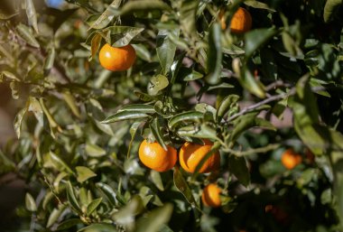 Ağaçta mandalina, mandorin ağacı. Mandalina ağacına yakın plan.