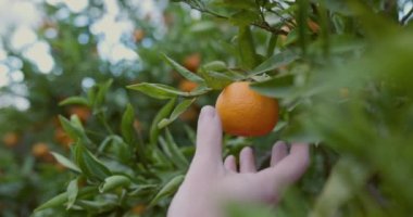 Bahçıvanın biri bir budama makinesiyle bir ağaçtan mandalina kesiyor. Mandalina toplayın. Yakın çekim, yavaş çekim 4k