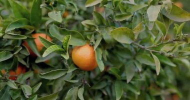 Bahçıvanın biri bir budama makinesiyle bir ağaçtan mandalina kesiyor. Mandalina toplayın. Yakın çekim, 4K