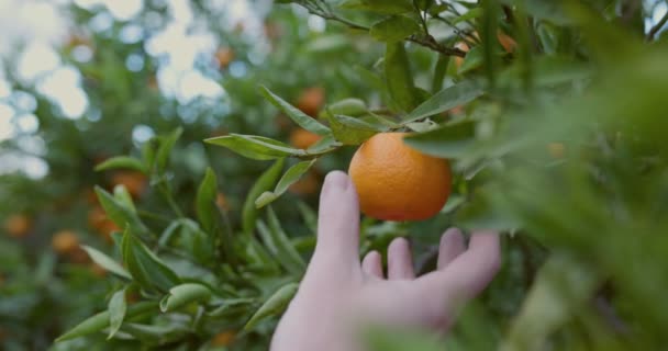 Um jardineiro corta uma tangerina de uma árvore com uma poda. Colete tangerinas. Fechar tiro, câmera lenta 4k — Vídeo de Stock