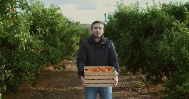 Um agricultor numa plantação de laranjeiras está com uma caixa de tangerinas. Plantação de mandarim. O trabalhador recolhe tangerinas e laranjas. Mandarim ora árvore com frutas. 4k vídeo — Vídeo de Stock