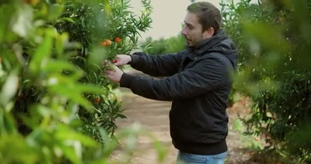 Een boer verzamelt mandarijnen op een mandarijnplantage. Mandarijnplantage. De arbeider verzamelt mandarijnen en sinaasappels. Mandarijn of boom met fruit. 4k video — Stockvideo