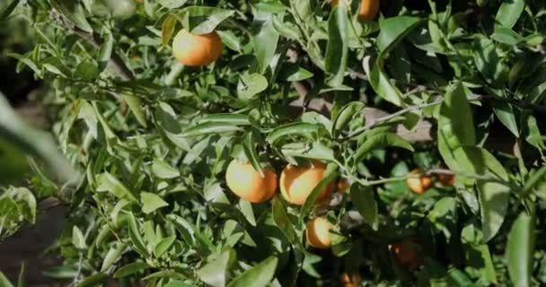 Tangerinas na árvore. Tangerinas e laranjas amadurecem na árvore. As frutas crescem em uma árvore. Mandarim, laranjas. câmera lenta vídeo 4k — Vídeo de Stock