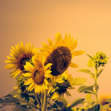 Güneş çiçek alanı