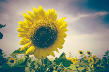 Ayçiçeği alan vintage