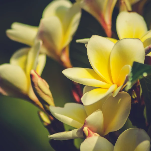 Plumeria fleurs vintage — Photo