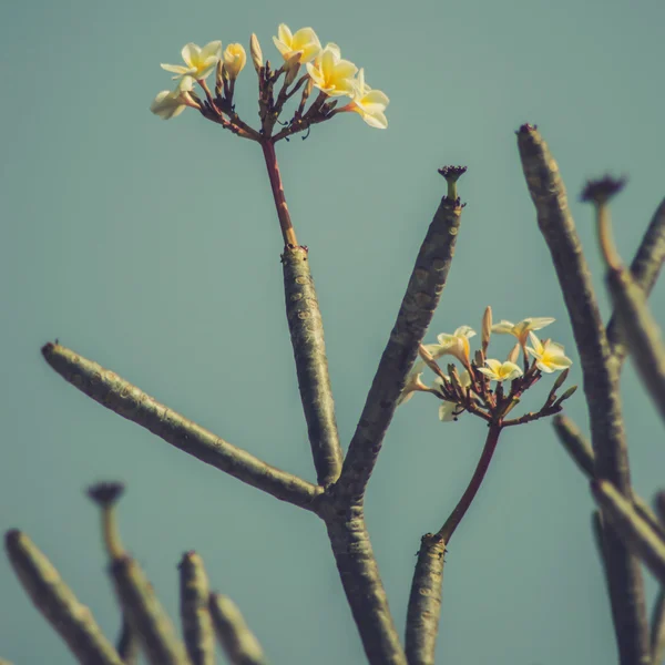 Plumeria flores vintage — Foto de Stock