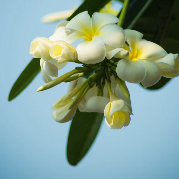 Plumeria  flowers  vintage — Stock Photo, Image