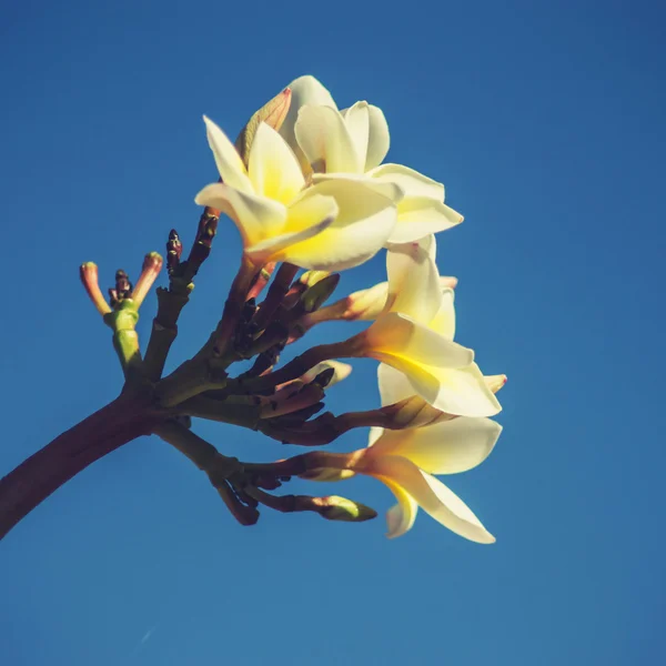 Plumeria flores vintage — Foto de Stock