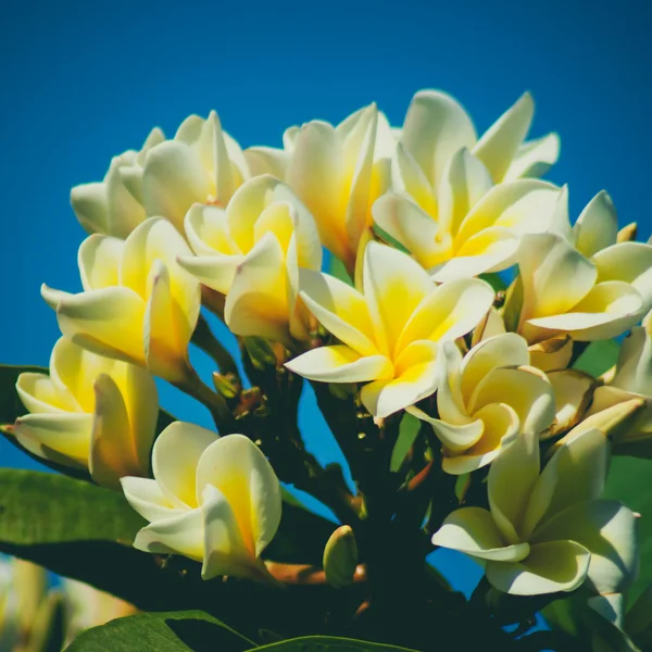 प्ल्युमेरिया फुले विंटेज — स्टॉक फोटो, इमेज