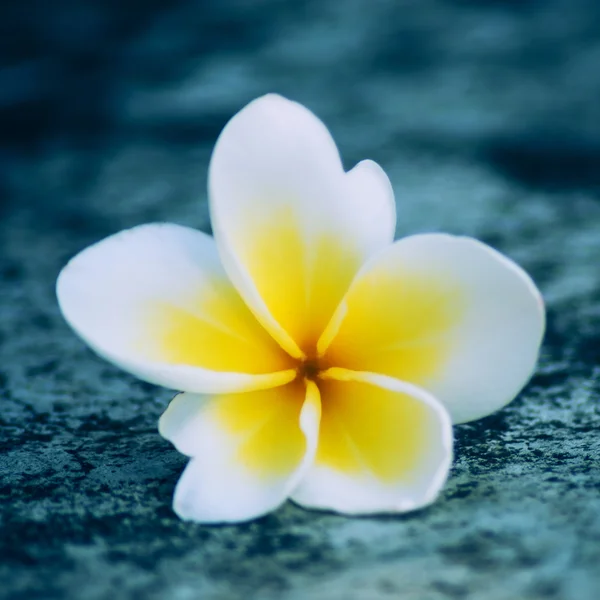 Efekt vintage filtr piękny Plumeria kwiaty — Zdjęcie stockowe