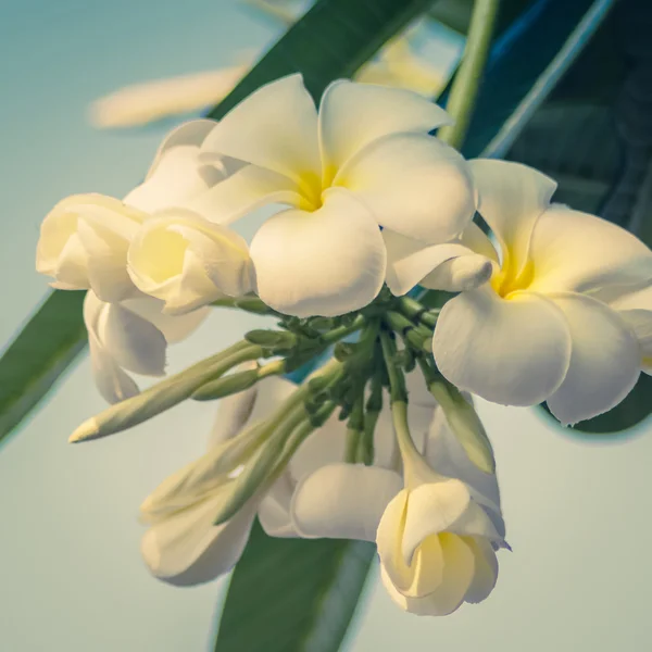 El hermoso efecto de filtro vintage de flores de Plumeria — Foto de Stock