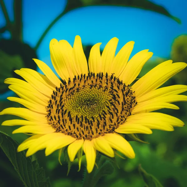 Le champ de tournesol effet vintage photos de style — Photo