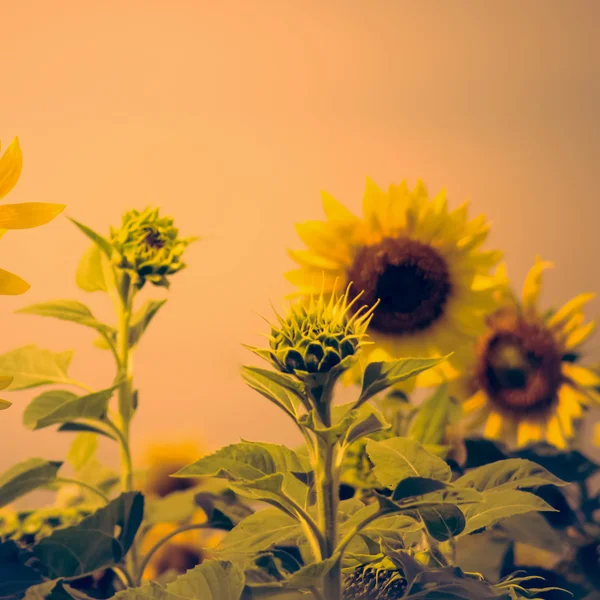 De zonnebloem veld vintage effect stijl foto 's — Stockfoto