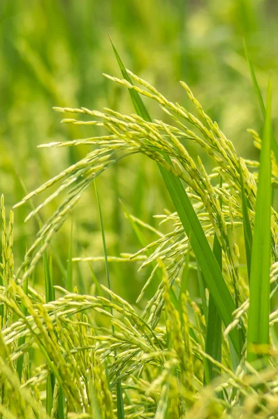 Paddy. — Foto Stock