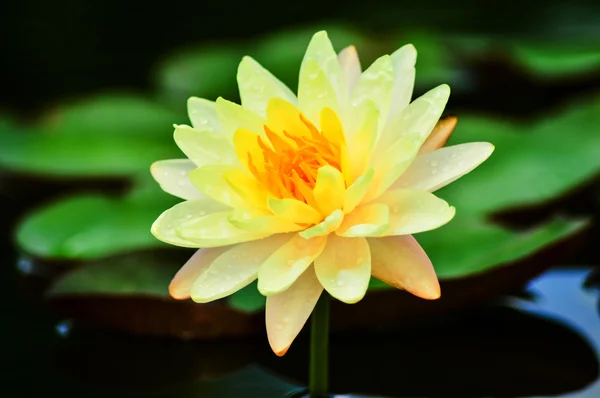 Nymphaea — Stockfoto