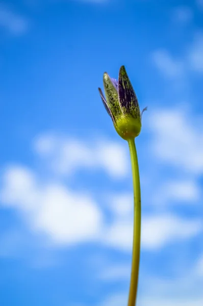 Ninféias — Fotografia de Stock