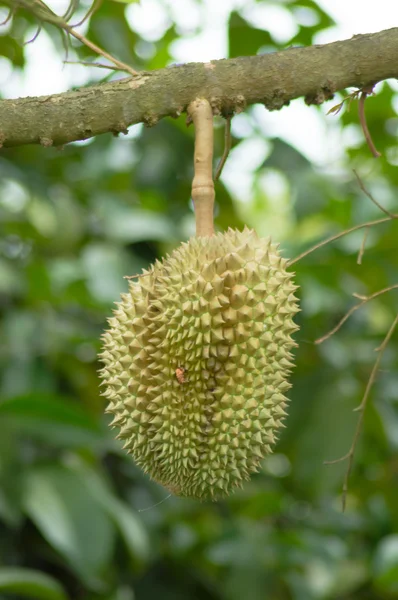 Durian — Foto de Stock