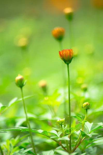 Sulfur Cosmos — Stock Photo, Image