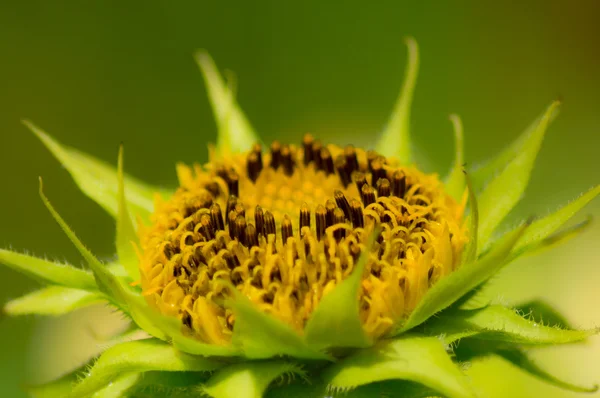 Trpasličí slunečnice — Stock fotografie