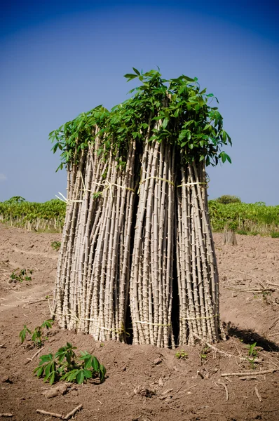 Granja de cassasva — Foto de Stock