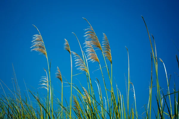 Erba tropicale — Foto Stock