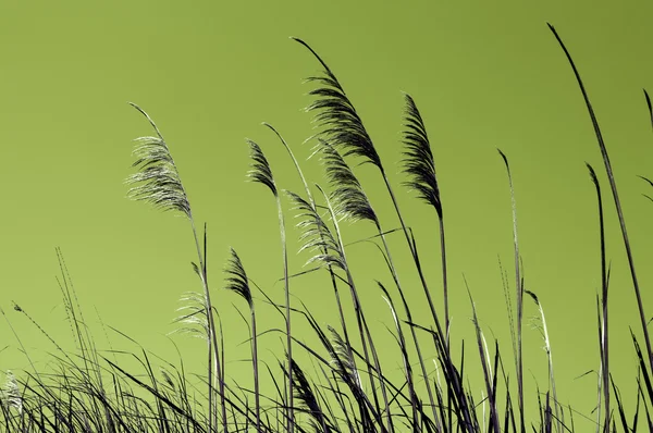 Tropisches Gras — Stockfoto