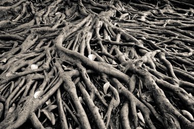 Banyan ağacı kökü