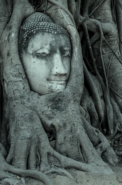 Ayutthaya — Foto Stock