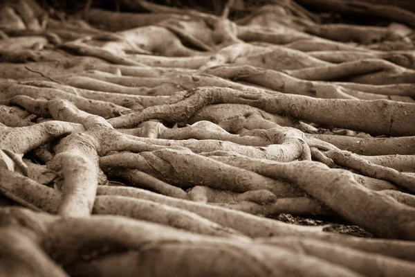 悦榕庄树的根节点 — 图库照片