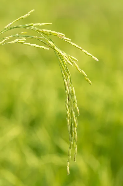 Paddy. — Foto Stock